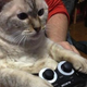Illustration for article titled Cats Are Very Serious about Video Games